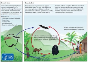 El origen del virus del ébola está en los murciélagos - Imagen de Dominio Público del CDC