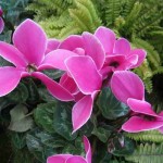 Ciclamen, la planta más alegre del invierno