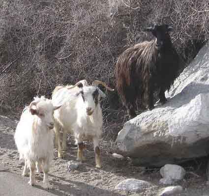 El casimir o cachemir, una de las lanas más exclusivas del mundo