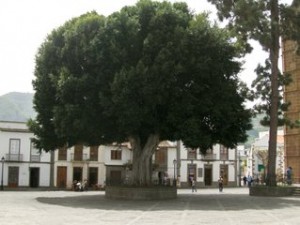 Laurel árbol