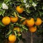Naranjas de LaMejorNaranja