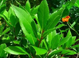 Propiedades de la planta laurel