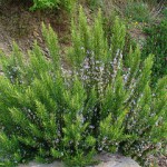 Planta romero, Rosmarinus officinalis: propiedades, usos cosméticos y cultivo
