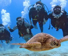 certified-divers-turtle – copia