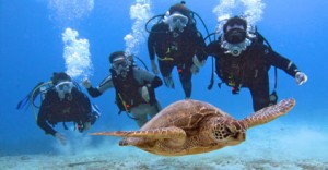 certified-divers-turtle – copia