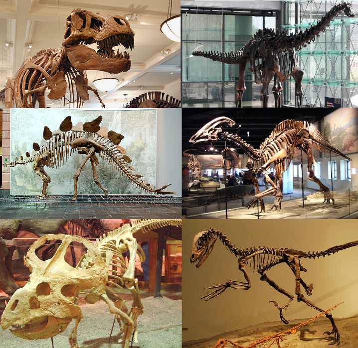 Cuántas especies de dinosaurios existieron en el planeta? - Galakia