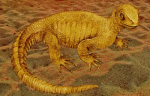 image_2952_1e-Pappochelys