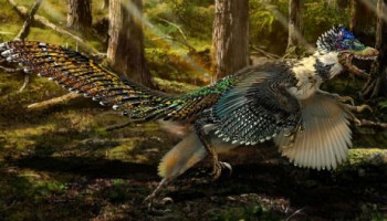 Velociraptor dinosaurio plumas china alas