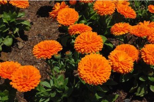 Calendula officinalis