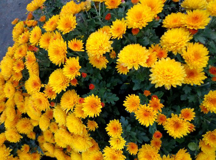 Cinco excepcionales flores de otoño recomendadas