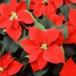 Flor de Navidad: origen, significado y cuidados