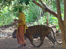 Un monje pasea a un tigre por el templo