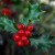 Plantas de Navidad: acebo y muérdago. Historia, simbología y leyenda