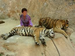 Visitante del Templo del Tigre con dos tigrescon pareja de tigres