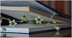 Flor y libro