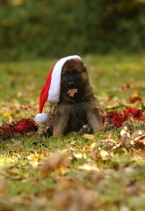 Cachorro en Navidad2