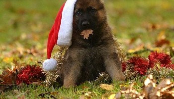 Cachorro en Navidad2