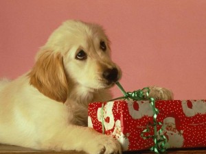 regalos para perros