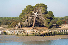 219px-Doñana_National_Park_from_the_river