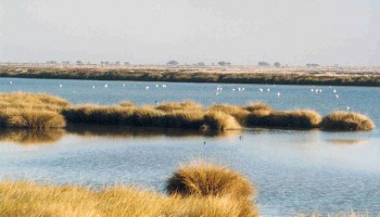 640px-Wetlands_in_Donana