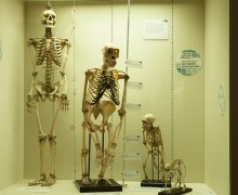 Esqueletos de humano y otros primates