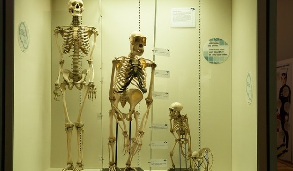 Esqueletos de humano y otros primates