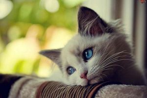 ¿Pueden los gatos deprimirse?