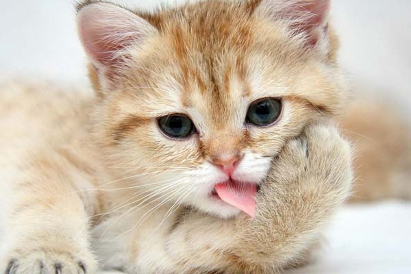 10 razones para adoptar un gato como mascota