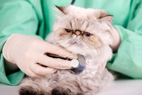 Calendario de vacunas para los gatos
