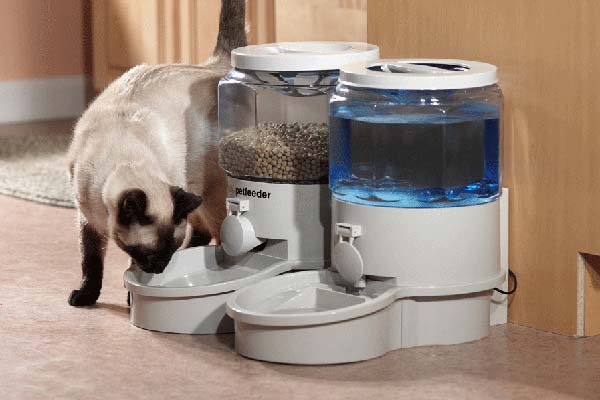 Ventajas e inconvenientes de los comederos automáticos para gatos. ¿Son  necesarios?