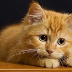 Gatoterapia, efectos terapéuticos para combatir el estrés de los gatos