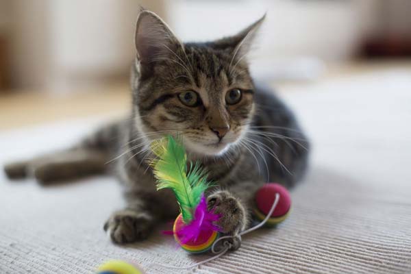 Los 10 mejores juguetes para gatos que previenen el sobrepeso y el estrés