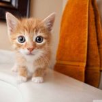 10 comportamientos típicos de los gatos y otros 10 preocupantes