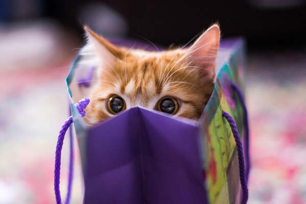 10 regalos ideales para los amantes de los gatos