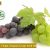 Beneficios del aceite de semillas de uva para la piel y el cabello