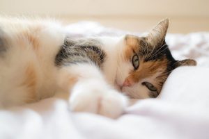Comprar online camas para gatos