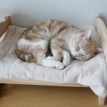 Consejos para escoger las mejores camas para gatos y saber dónde colocarlas