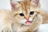 10 trucos útiles para educar a los gatos
