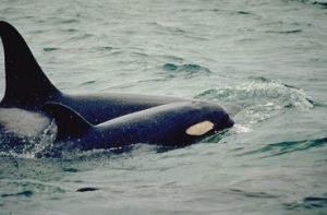 Orca en Nueva Zelanda