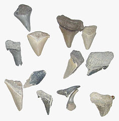 Docena de dientes fósiles de tiburón