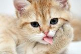 10 mitos y mentiras sobre la alimentación de los gatos