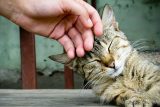 10 consejos para acariciar correctamente a un gato