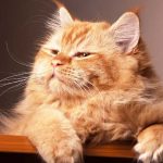 10 señales de que tu gato es feliz según los expertos