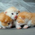 10 consejos básicos para cuidar a gatitos recién nacidos
