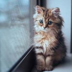 10 trucos para llevar a los gatos al veterinario sin que protesten