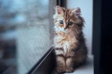 10 trucos para llevar a los gatos al veterinario sin que protesten
