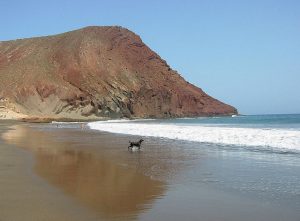 Las Islas Canarias tambien cuentan con diez playas caninas