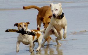 Más de 80 playas para perros existen en nuestras costas