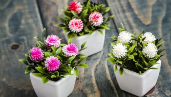 Planta de interior: una de las mejores soluciones para decorar tu casa
