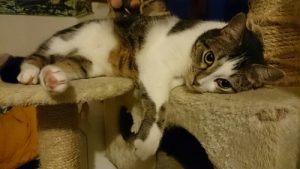 La relación con un gato se forja poco a poco